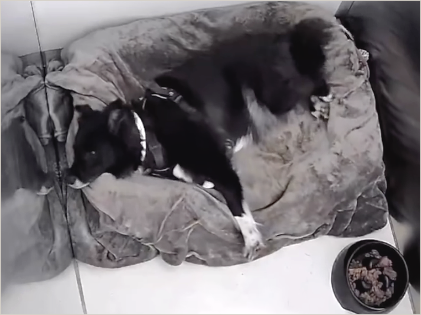 Nea, a six year old collie cross, lying on her bed in her kennel unit at The Ralph in Marlow. Overhead view of the whole unit.